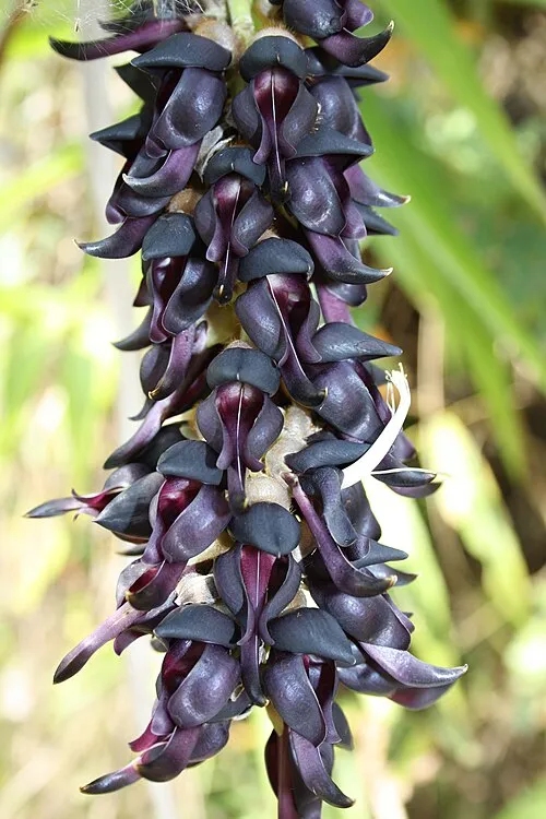 Mucuna Pruriens