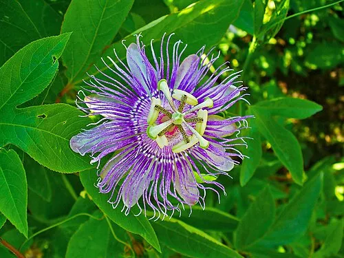 Passionflower