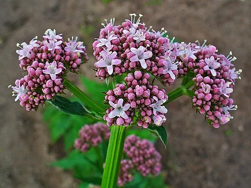 Valerian Root